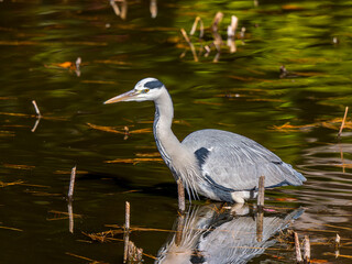 水辺のアオサギ