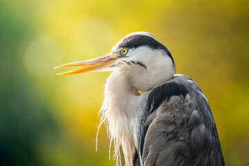 アオサギのアップ