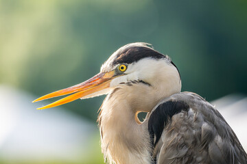 アオサギのアップ