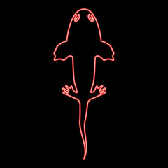 Neon axolotl ambystoma mexicanum overhead view red color vector illustration image flat style