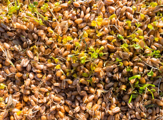 jeunes pousses de blé