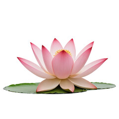 pink lotus flower