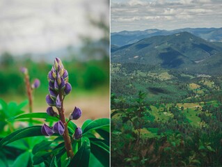 mountains, nature, natural, horse, dog, flowers, tourists, descent, green, height, grass, cable...