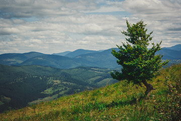 mountains, nature, natural, horse, dog, flowers, tourists, descent, green, height, grass, cable car, travel, Ukraine, Carpathians