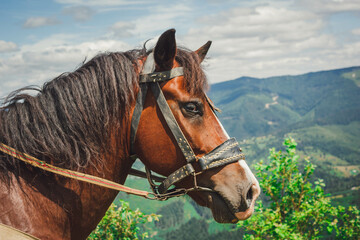 mountains, nature, natural, horse, dog, flowers, tourists, descent, green, height, grass, cable car, travel, Ukraine, Carpathians