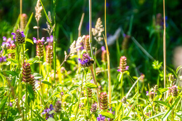 A Vibrant Wildflower Landscape Showcasing Beautiful Purple Blossoms in Full Bloom
