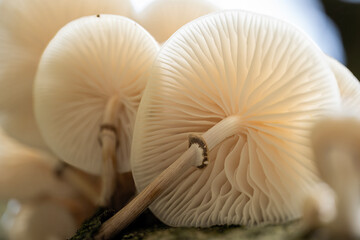 Some very nice mushrooms - Oudemansiella mucida