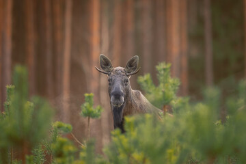 Mammals male bull Moose ( Alces alces ) North part of Poland, Europe dark foggy morning in winter...