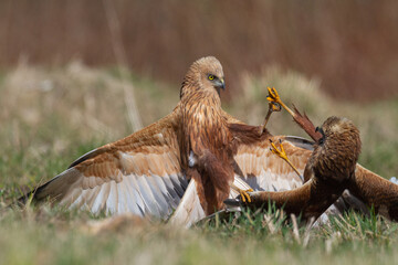 Birds of prey male Marsh harrier Circus aeruginosus, hunting time Poland Europe spring time April two fighting birds