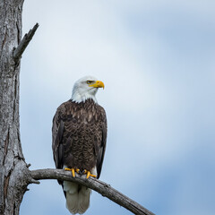 A bald eagle resting on a tree branch, its head turned slightly to the side