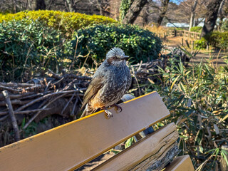 ベンチにとまったヒヨドリ