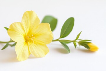 Yellow flower bloom, stem, bud, white background, botanical