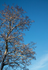 snowy leafless branches against blue sky in winter