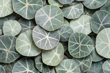 Fototapeta premium Leaves Showcase: Nature's Elegant Design
