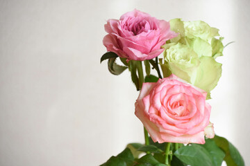 ピンクと緑のばら