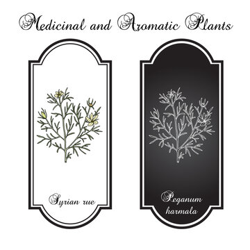Syrian rue (Peganum harmala), medicinal plant. Hand drawn botanical vector illustration