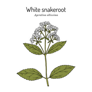 White Snakeroot, or Richweed (ageratina altissima), medicinal plant. Hand drawn botanical vector illustration