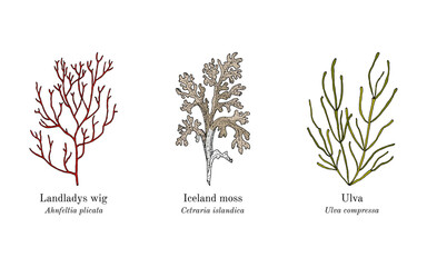Collection of edible and medicinal seaweeds. Hand drawn botanical vector illustration