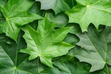 Vibrant Green Leaves: Nature's Beauty