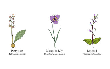 Collection of edible and medicinal plants. Hand drawn botanical vector illustration