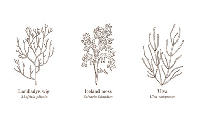 Collection of edible and medicinal seaweeds. Hand drawn botanical vector illustration