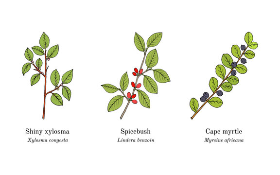 Collection of edible and medicinal plants. Hand drawn botanical vector illustration