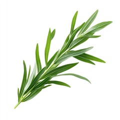 Fototapeta premium Fresh Green Herb Sprig on White Background for Culinary Use