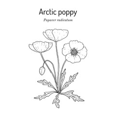 Arctic poppy (Papaver radicatum), medicinal plant. Hand drawn botanical vector illustration