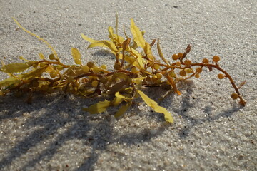 Seaweed in the sunlight on the sandy beach