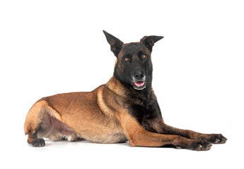 malinois in studio