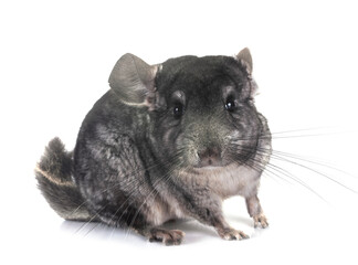 Chinchilla in studio