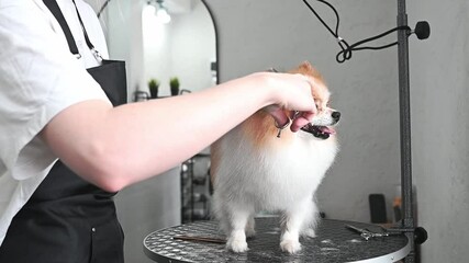 Spitz gets ear fur trimmed by a skilled groomer. Regular grooming maintains ear hygiene and adds to the pet's stylish, well-maintained appearance Grooming concept for health