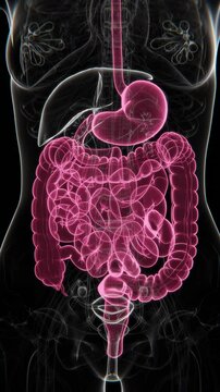Gastrointestinal and Digestive problems Indications video in female