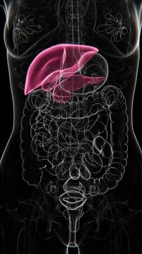 Liver and Pancreas problems Indications video in female