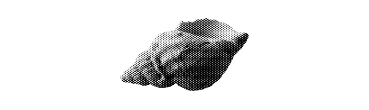 shell  isolated halftone dot collage element in retro magazine style on white background grunge pop art y2k vintage style sea animal dotted texture