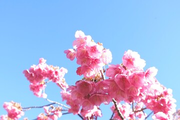 鮮やかなピンクの土肥桜