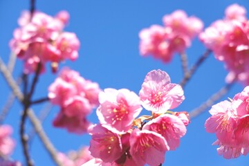 濃いピンクの土肥桜