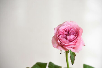 ピンクのばら