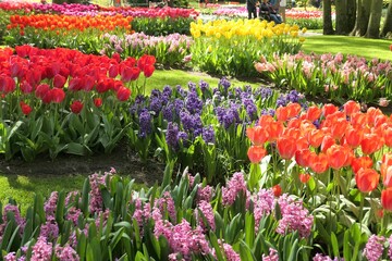 Colorful tulip and hyacinth flowers blooming in Keukenhof garden in Netherlands.