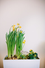 Bright yellow daffodils and greenery in white planter for spring decoration