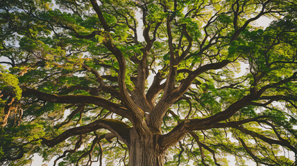 Fototapeta premium Majestic Tree with Sprawling Branches and Textured Brown Bark, Dense Vibrant Green Foliage Illuminated by Sunlight, High-Resolution Perspective from Below, Towering Overhead, Nature's Strength