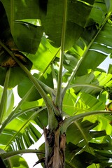 Fresh green leaves of banana tree under the sun © LHendralina