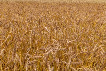 Gold wheat field. Growth nature harvest. Agriculture farm.