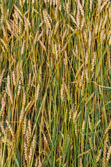 Golden ripe ears of wheat on the field