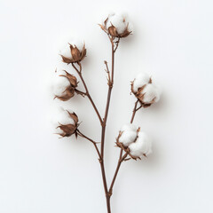 cotton on white background