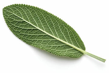 Obraz premium A vibrant green leaf with prominent veins, showcasing a textured surface, ideal for culinary uses and natural remedies.