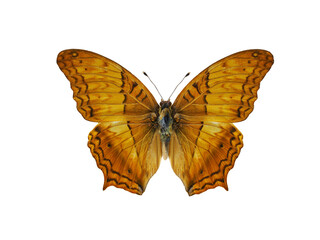  butterfly vindula erota isolated on white background