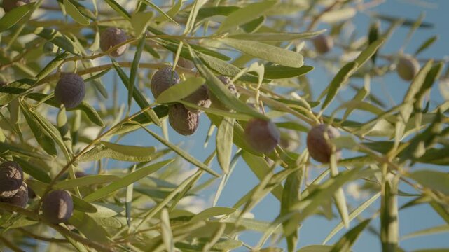 Young olive trees close up in small local farm in Europe. Olive tree plants for sale in spring. Trees cultivated for olive oil, fine wood.