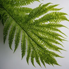 Radiant Fern Frond: A detailed fern frond with lush green hues, every vein defined against a bright white canvas.