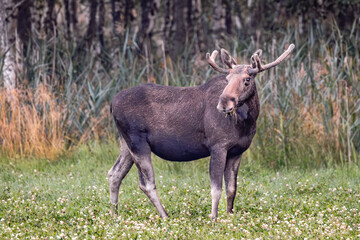 moose in the forest